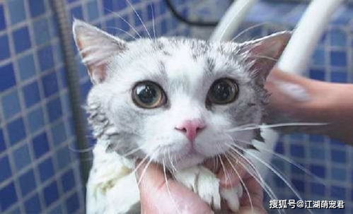 给猫咪洗澡要多久