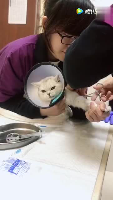 猫猫打针扎哪里