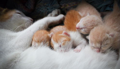如何护理新生小猫