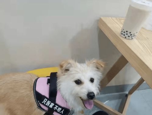 南宁在哪里领养狗狗