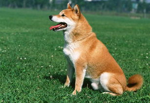 如何防治秋田犬结膜炎