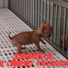北京京福犬业怎么样