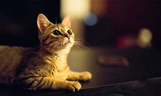 小猫多久可以吃鸡肉