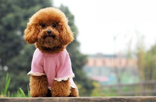 泰迪犬的特性有哪些
