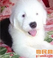 古牧幼犬如何辨别