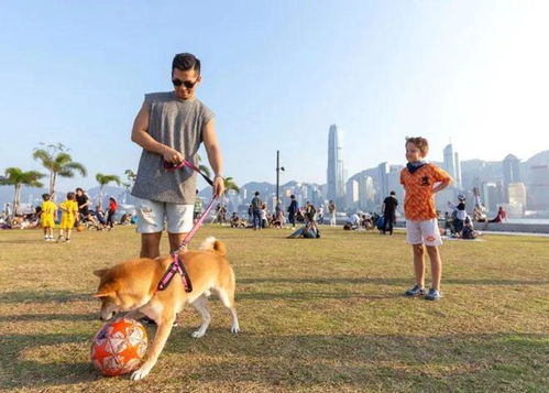 狗狗如何带到香港