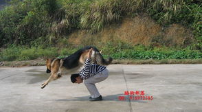 训犬基地训犬怎么样