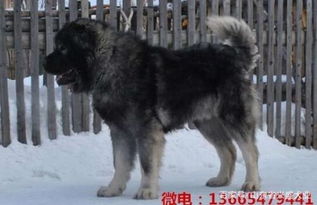 高加索犬多久才能长大