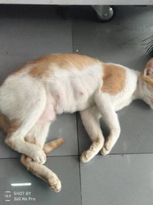 你们的猫怀孕多久