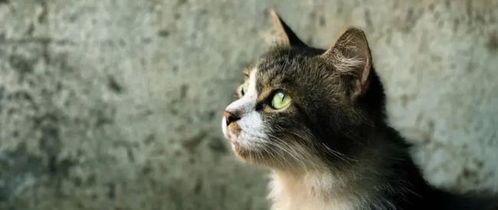 如何判断猫咪大小