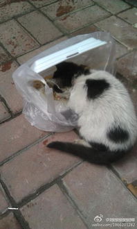 广州哪里有收养流浪猫