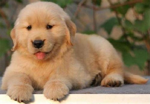 金毛幼犬多久剪毛