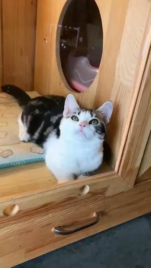 猫喜欢玩哪些玩具