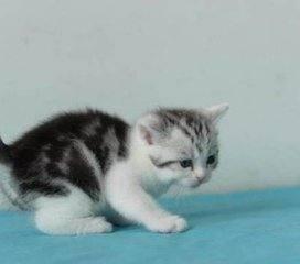 宠物猫都可以吃哪些东西