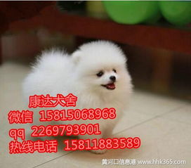博美犬哪里卖