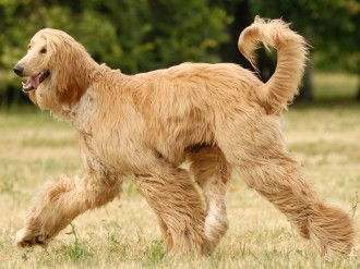 长毛的犬有哪些品种