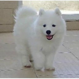 如何挑选萨摩耶幼犬