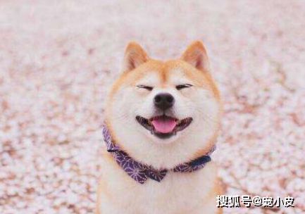 哪些狗的体味小