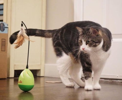 如何陪猫猫玩耍