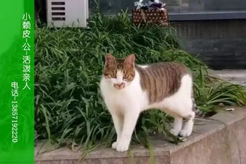 杭州哪里可以领养猫