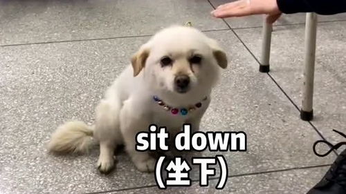 如何教狗狗跟随主人