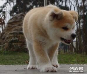 成都秋田犬在哪里买