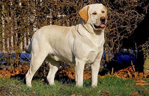 拉布拉多犬有哪些特点