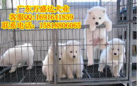 江门哪里卖狗