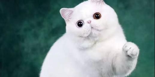 纯种猫最好去哪里买