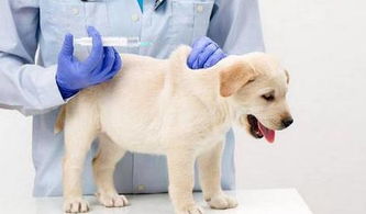 狗狗三针疫苗要打多久