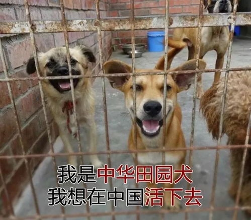 哪个地区的土狗好