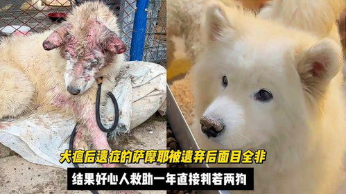 狗狗犬瘟后遗症有哪些