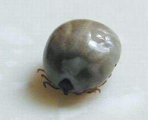 狗狗寄生虫有哪些症状