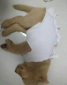 给小狗做衣服怎么样做