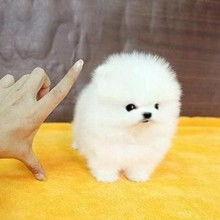 到哪里买博美犬