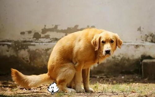 如何帮狗狗排便