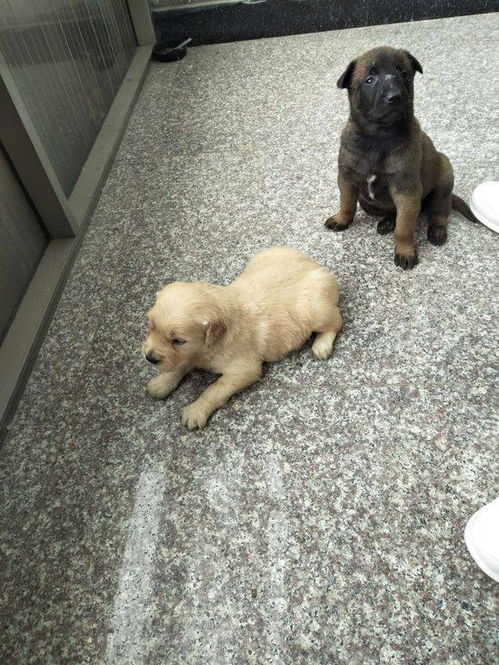 马犬跟金毛哪个好养