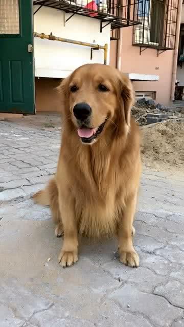 买小卖小狗在哪里买