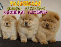 哪里有松狮犬出售