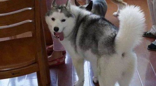 金毛犬和哈士奇哪个厉害
