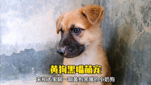 黄狗黑嘴黑尾巴怎么样