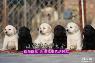 深圳哪里买宠物犬