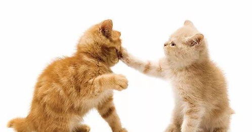 如何防止猫咪打架