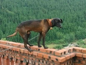 怎么样选一条好的杜高犬