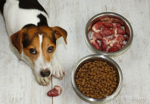 养狗不能喂哪些食物