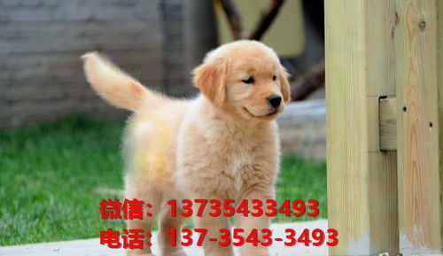 哪里可以买杯子狗
