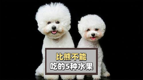 比熊犬能吃哪些水果