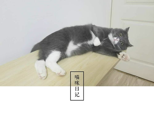 如何让小猫粘人