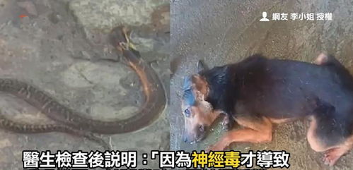狗被毒蛇咬了多久会死