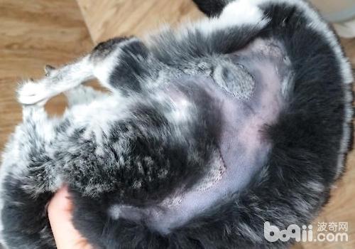 怎么样预防龙猫咬毛